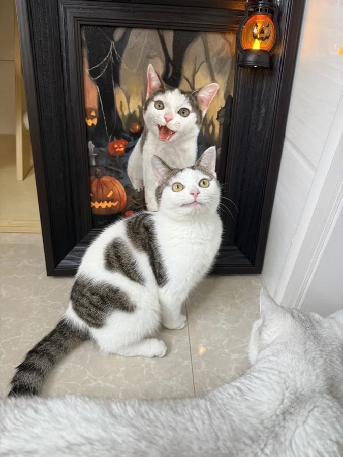 A Lumina pet portrait photographed in its new home, collector image 13